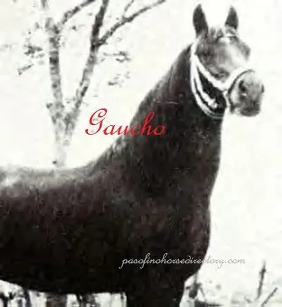 Gaucho