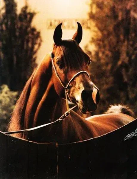 Top Contender