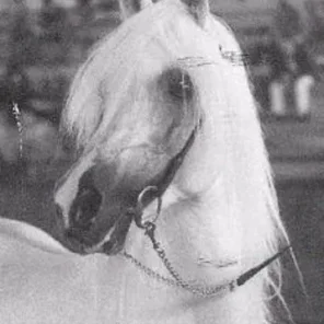 NURI SCHALAN