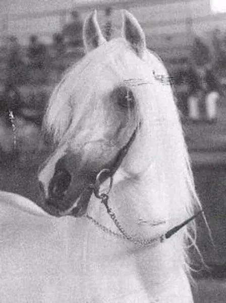 NURI SCHALAN