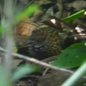 Venezuelan Wood Quail