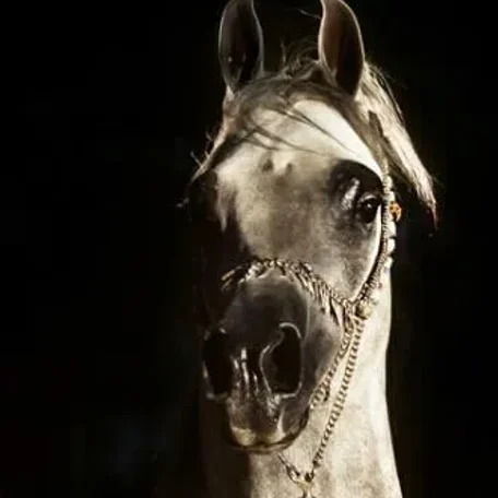 Acevedo Arabians will be offering incredible incentives for 2013 Armir breedings
