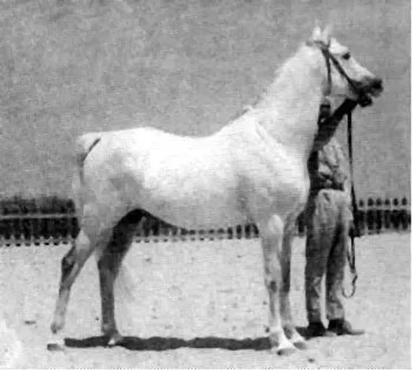 ENZAHI