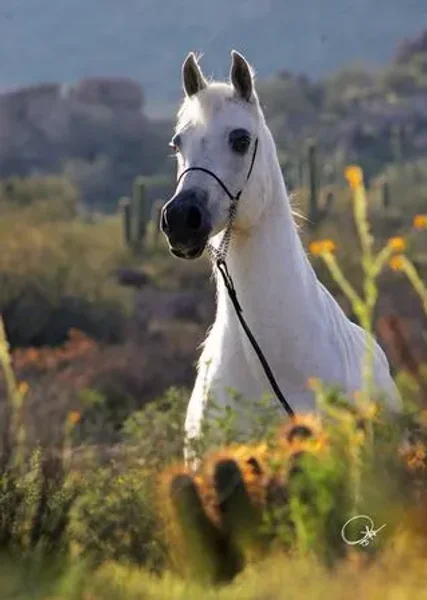 Royal Arabians