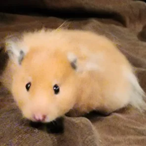 Honey Nut Cheerio