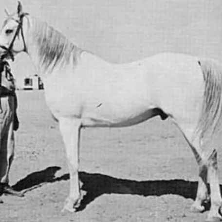 Shahloul