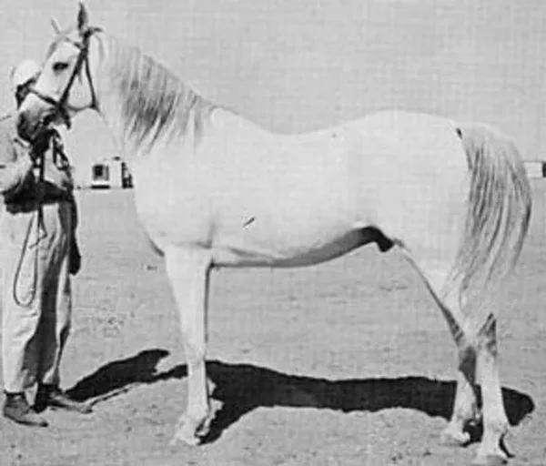 Shahloul