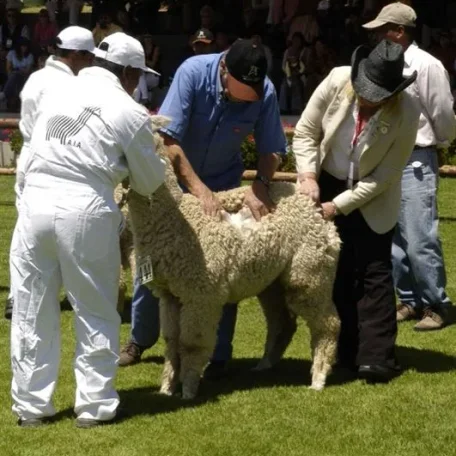 Alpaca Fiesta 2014