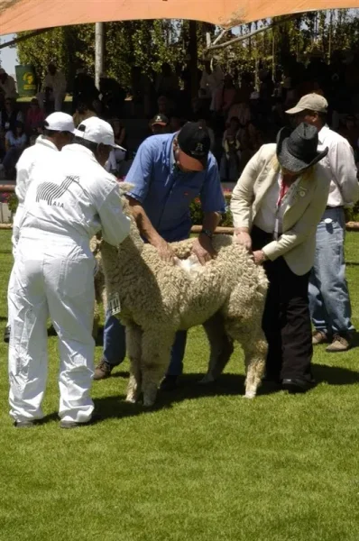 Asociación Internacional de la Alpaca