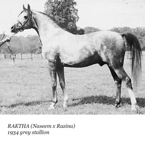 Raktha