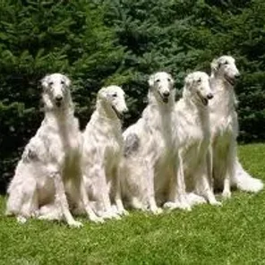 Borzoi
