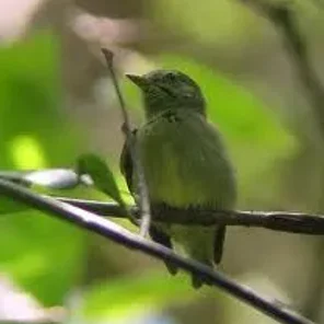 Dwarf Tyrant-Manakin