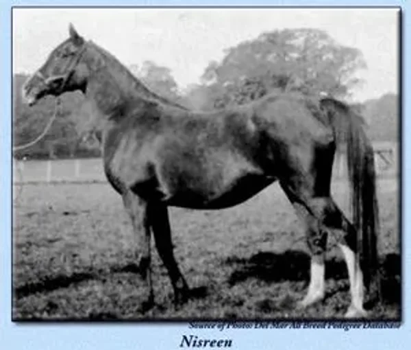Nisreen