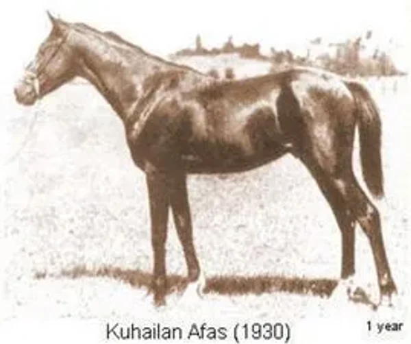 KUHAILAN AFAS