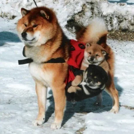 Friends of ours back in Raleigh had a Shiba Inu…and I must admit not only was she a very sweet dog but also absolutely beautiful to look at!