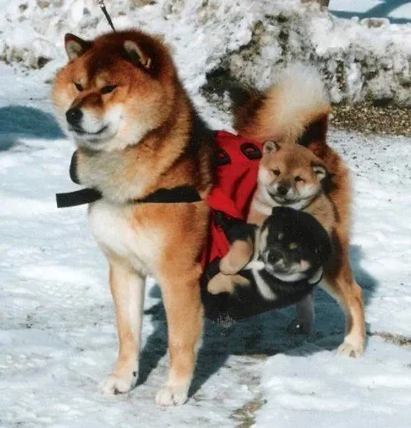 Friends of ours back in Raleigh had a Shiba Inu…and I must admit not only was she a very sweet dog but also absolutely beautiful to look at!