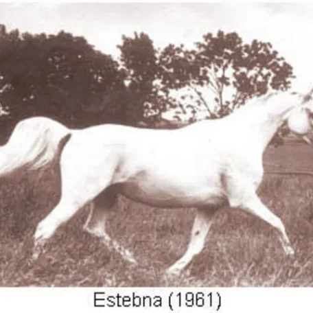 ESTEBNA is he dam of Elkana...one of my alltime favorite US National Champion Mares!