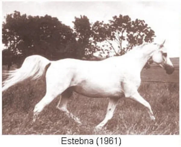 Estebna