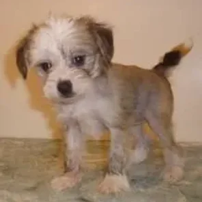 Crested Cavalier (Designer Dog)