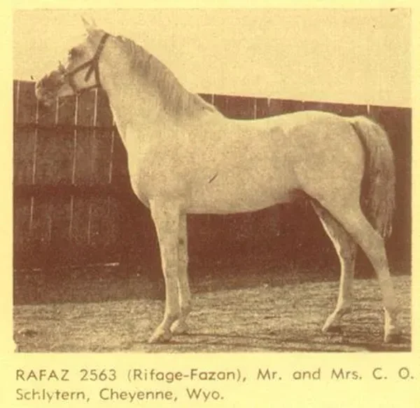 Rafaz