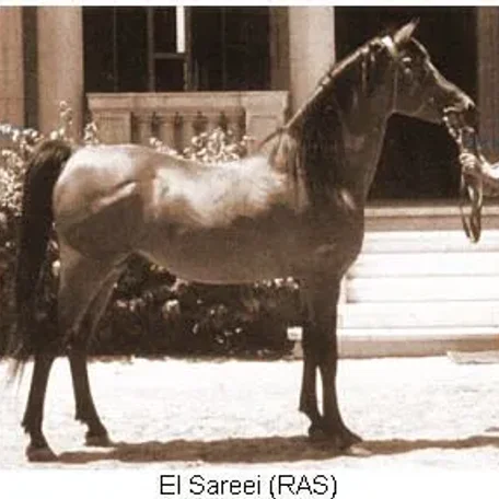 EL SAREEI