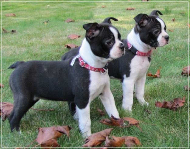 20 Low Maintenance Dog Breeds For You - Part II