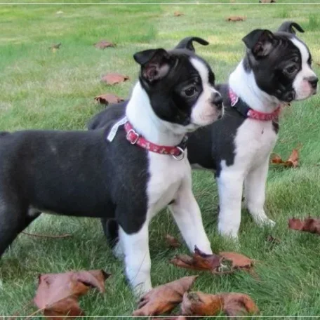 20 Low Maintenance Dog Breeds For You - Part II