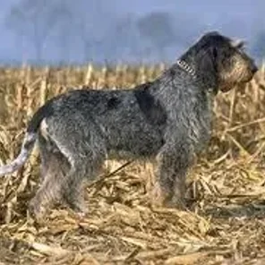 Griffon Bleu de Gascogne