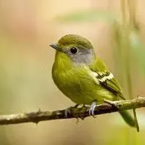 Wing-barred Piprites
