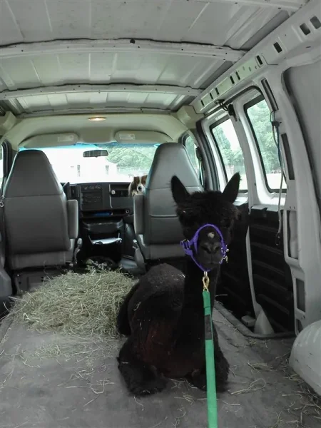 Monroe being transported to the farm. Evan looks on from behind.