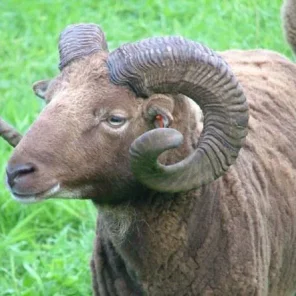 Castlemilk Moorit