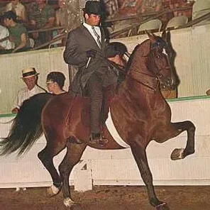 El Mudir