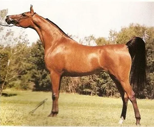 Halana