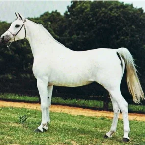 Malekat El Gamal