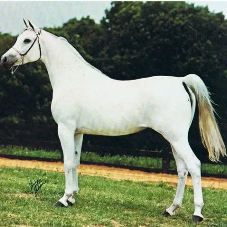 Malekat El Gamal