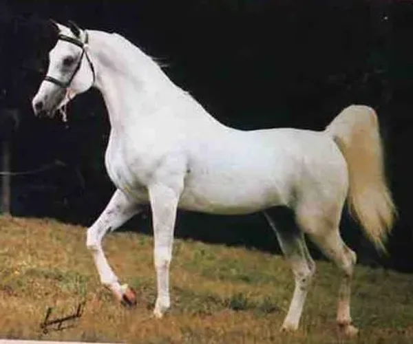 El Risaan
