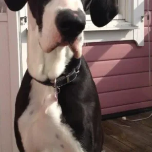 Some of the Most Inspiring Pets in Sports