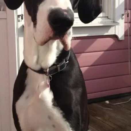 Some of the most inspiring pets in sports. Alan Blanchard, CC Sabathia, Dallas Braden, Dane Fletcher, David Price, J Ross, KD Trey, Martin Truex, Maryse Ouellet, Kelly Kelly, REggie Bush, Sally Fitz, Santonio Bella, Sarah Sjo, Spudd