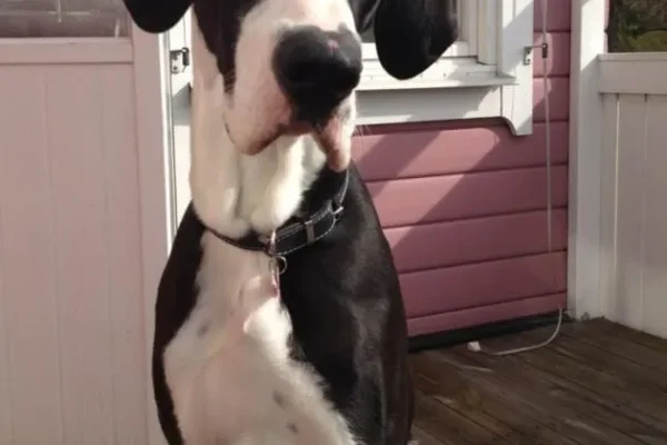 Some of the most inspiring pets in sports. Alan Blanchard, CC Sabathia, Dallas Braden, Dane Fletcher, David Price, J Ross, KD Trey, Martin Truex, Maryse Ouellet, Kelly Kelly, REggie Bush, Sally Fitz, Santonio Bella, Sarah Sjo, Spudd