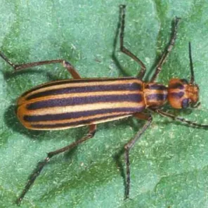 Beware the Blister Beetle (Epicauta vittata)