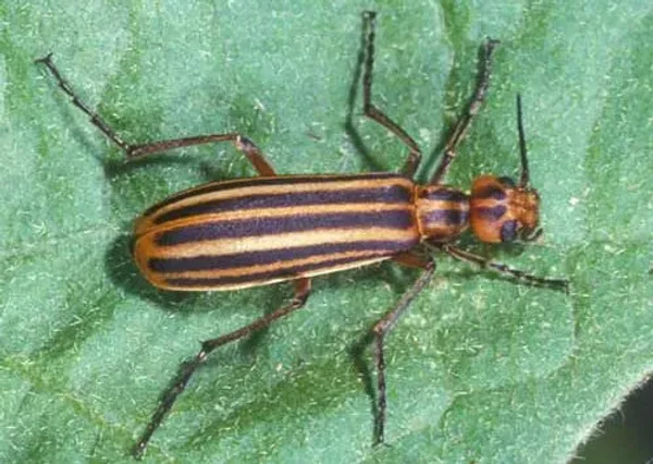 Blister Beetles in many colors and shapes!