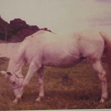 Tangyya