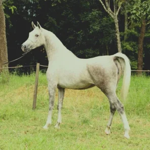Jiajna AMW