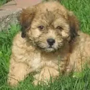 Cock-A-Tzu (Designer Dog)