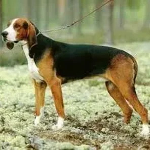 Finnish Hound