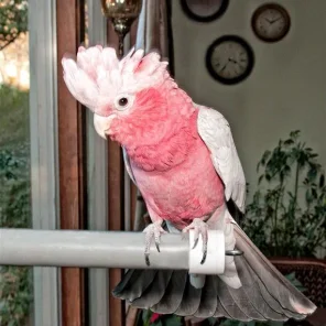 TuTu