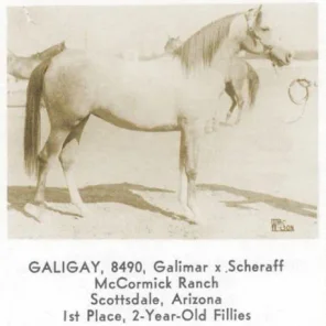 GALIGAY