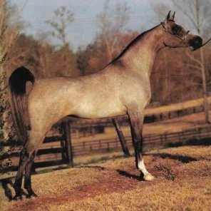 AMURATH TAHARA