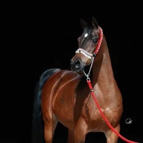 Ansata Samarra