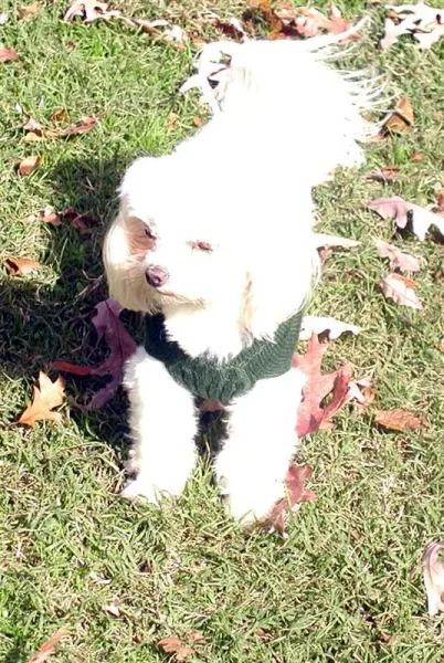 Maisy Moodle